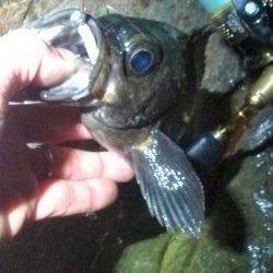 香住東港 メバリングでメバル27cm＆23cm　他アジも