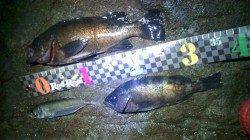 香住東港 メバリングでメバル27cm＆23cm　他アジも