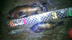 香住東港 メバリングでメバル27cm＆23…