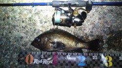 柴山港 メバリングでメバル27cmの良型ゲット！