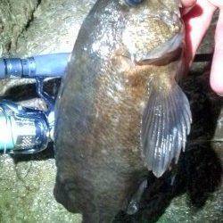 柴山港 メバリングでメバル27cmの良型ゲット！