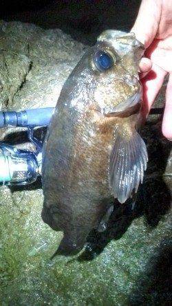 柴山港 メバリングでメバル27cmの良型ゲット！