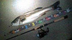 津居山港 ルアーでシーバス70cm 久しぶりのシーバスに興奮！