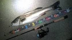 津居山港 ルアーでシーバス70cm 久しぶ…