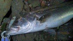 津居山港 ルアーでシーバス70cm 久しぶりのシーバスに興奮！