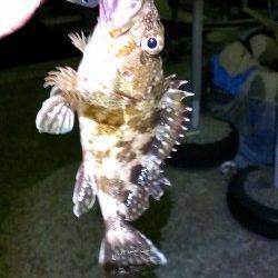 ナイトジグゲーム、メバル&ミミイカ