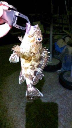 ナイトジグゲーム、メバル&ミミイカ