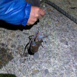 ナイトジグゲーム、メバル&ミミイカ