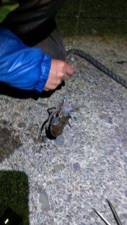 ナイトジグゲーム、メバル&ミミイカ