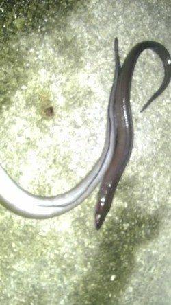 田ノ浦漁港 胴突きでアナゴ3本＆ガシラ2尾