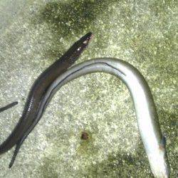 田ノ浦漁港 胴突きでアナゴ3本＆ガシラ2尾