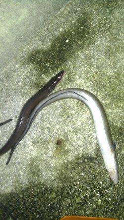 田ノ浦漁港 胴突きでアナゴ3本＆ガシラ2尾