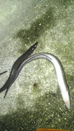 田ノ浦漁港 胴突きでアナゴ3本＆ガシラ2尾…