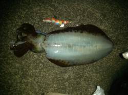 アオリ 1kg、カーブフォール中にhit！…