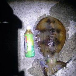 堺・一本松漁港 ウキ釣りでアオリイカ1200g 活性は上向き