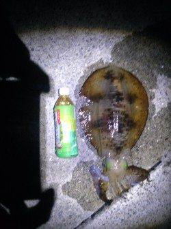 堺・一本松漁港 ウキ釣りでアオリイカ1200g 活性は上向き