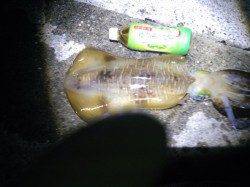 堺・一本松漁港 ウキ釣りでアオリイカ1200g 活性は上向き