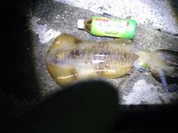 堺・一本松漁港 ウキ釣りでアオリイカ120…