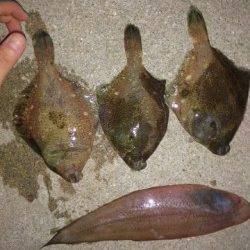 塩屋海岸、投げ釣りでカレイ6匹の釣果