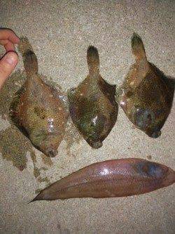 塩屋海岸、投げ釣りでカレイ6匹の釣果