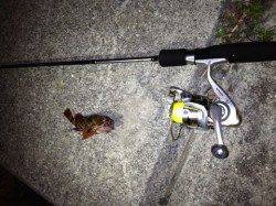 垂水漁港 エサ取りの猛攻の中ガシラGET