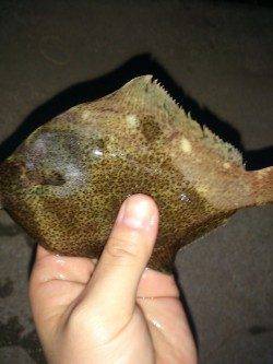 塩屋海岸で投げ釣り、朝に連続でカレイHit！