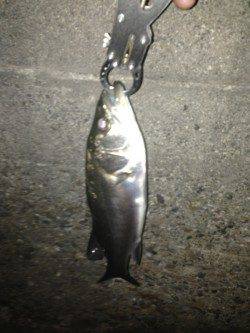 舞洲 メバリングでメバル・ガシラ・シーバス 舞州周辺も上向きか