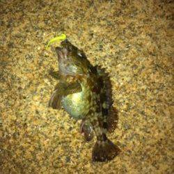 舞洲、根がかりと奮闘しながら表層でぷりぷりガシラGET