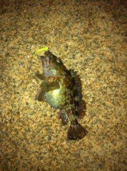 舞洲、根がかりと奮闘しながら表層でぷりぷりガシラGET