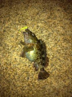 舞洲、根がかりと奮闘しながら表層でぷりぷり…