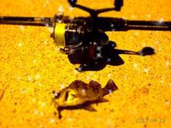 垂水漁港スプリットショット+ジグヘッドでメ…