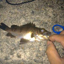 淡輪 メバリングでメバル＆ガシラ 爆風の中での3時間釣果