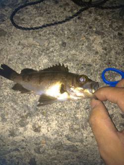 淡輪 メバリングでメバル＆ガシラ 爆風の中…