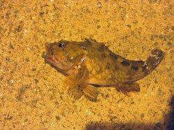 淡輪 メバリングでメバル＆ガシラ 爆風の中での3時間釣果