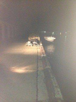 竹野港 メバリングで良型メバル！