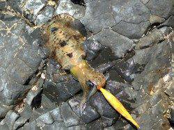 太地くじら浜公園 エギングでアオリイカ300g