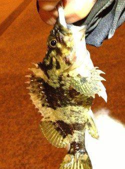 垂水漁港 メバリングでガシラ〜23cm2匹