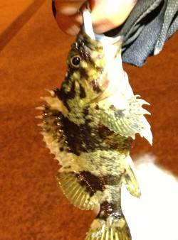 垂水漁港 メバリングでガシラ〜23cm2匹…