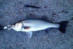 助松埠頭 表層スローリトリーブでシーバス6匹！