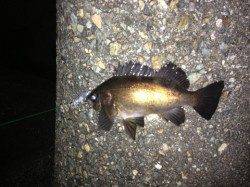 田結漁港、コンディションは良いものの・・・メバリング釣果