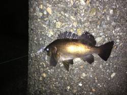 田結漁港、コンディションは良いものの・・・…