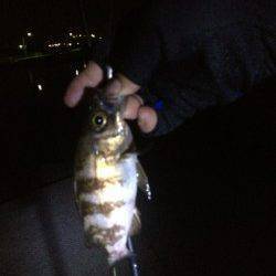 樽井でメバリング、短時間でコンスタントに釣れました