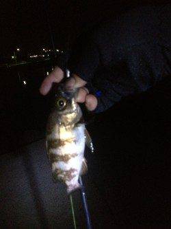 樽井でメバリング、短時間でコンスタントに釣れました