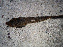 垂水漁港、ちょい投げでメゴチの釣果