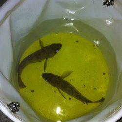 りんくう メバリングでメバル2尾の釣果