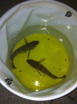 りんくう メバリングでメバル2尾の釣果