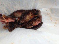 仮屋 投げ釣りの合間に穴釣りでガシラを楽しむ☆