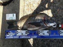 大阪南港 エビ撒きでチヌ＆ハネ☆