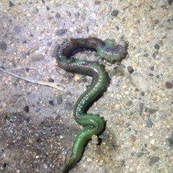 表層をスローに巻いてHIT！バチ抜け