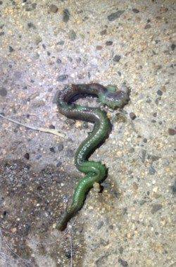 表層をスローに巻いてHIT！バチ抜け